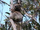 Climbing the tree