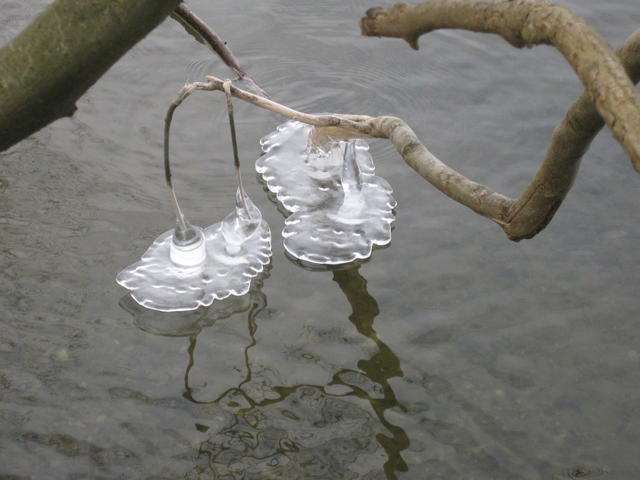 clinging icicles - free image