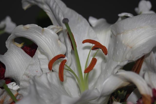 closeup of lily - free image