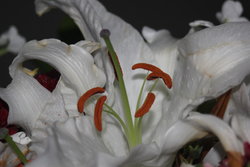 closeup of lily