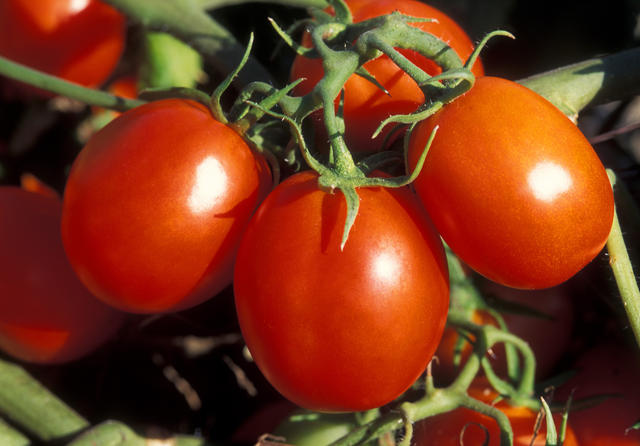 Cluster of fresh tomatoes - free image