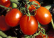 Cluster of fresh tomatoes