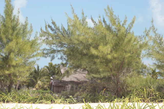 coastal tree hide - free image