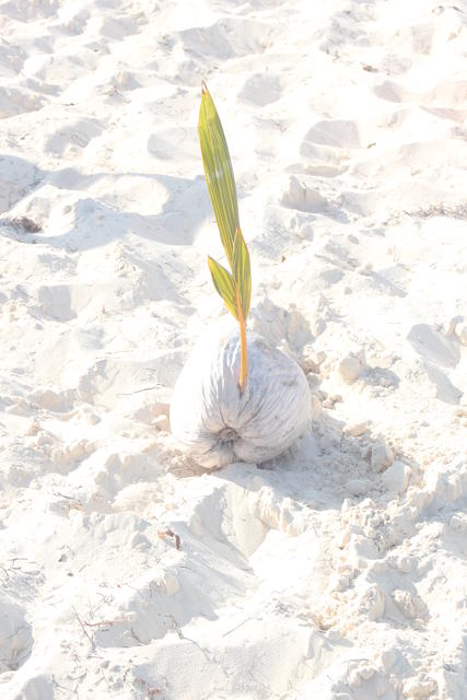 coconut by the sea shore - free image