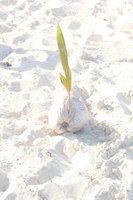 coconut by the sea shore