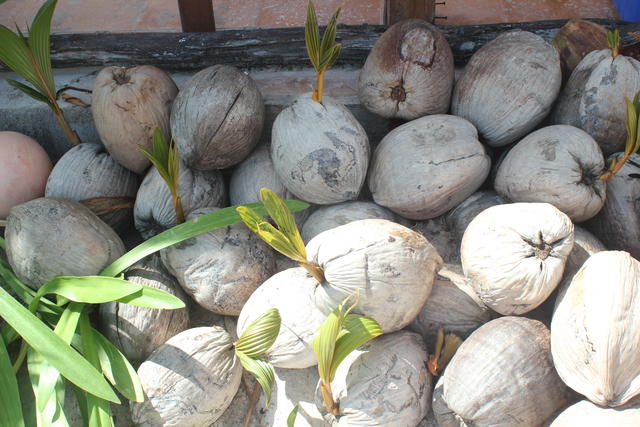 coconut drupes - free image