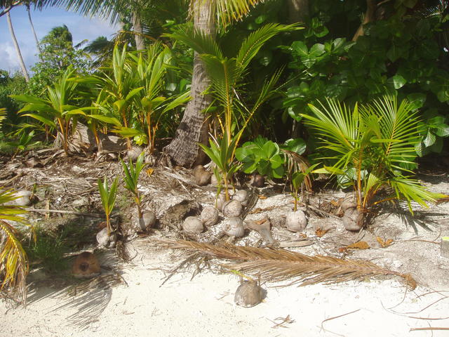 Coconut Germinate - free image