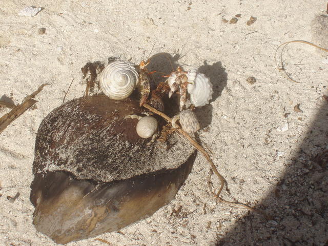 coconut on beach - free image