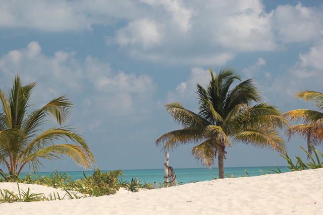 coconut on fertile land - free image