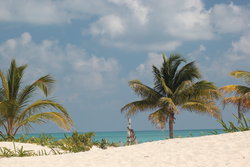 coconut on fertile land