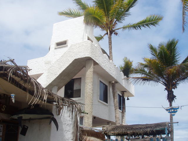 coconut trees - free image