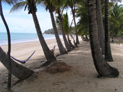 coconut trees