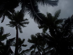 Coconut trees