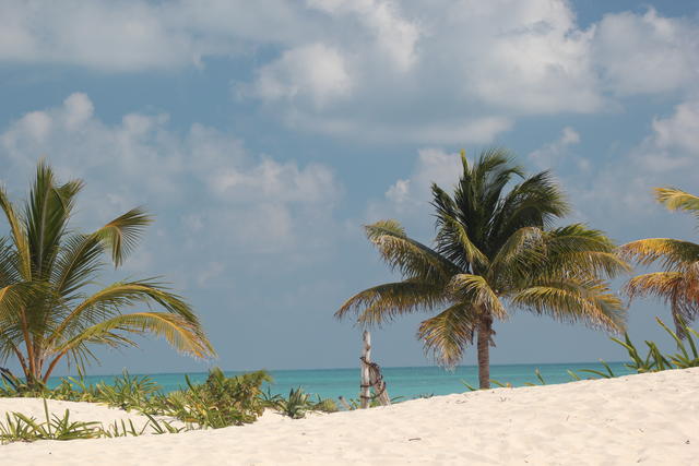 coconuts on beach - free image