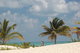 coconuts on beach