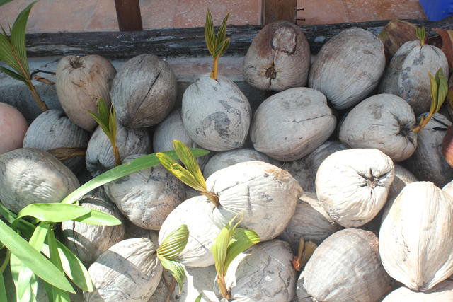 coconuts with husk - free image