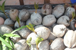 coconuts with husk