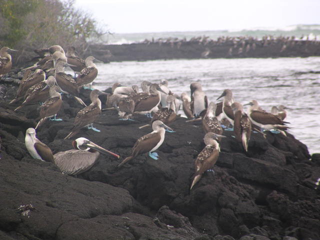 colony of blue footed boobies - free image