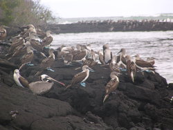 colony of blue footed boobies