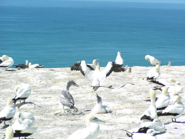 colony of booby - free image