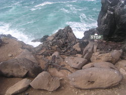 Colony of marine Iguana