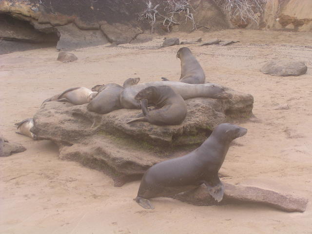 Colony of sea lion - free image