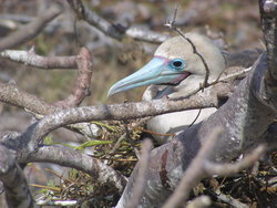 colorful booby