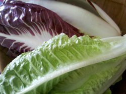 colorful lettuce