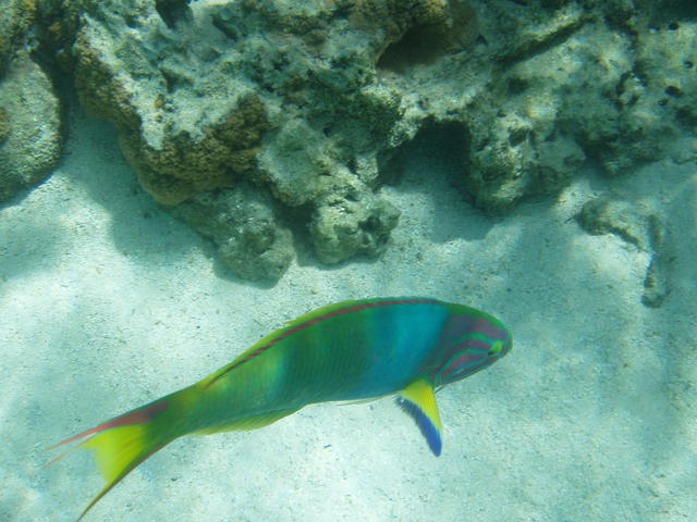 colorful sea fish - free image