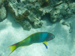 colorful sea fish