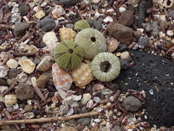 colorful shells