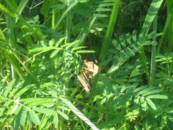 Colourful butterfly