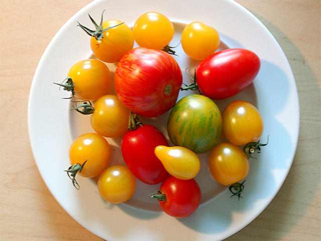 colourful tomatoes. - free image