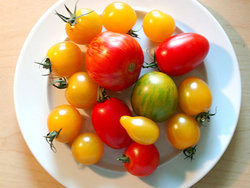 colourful tomatoes.