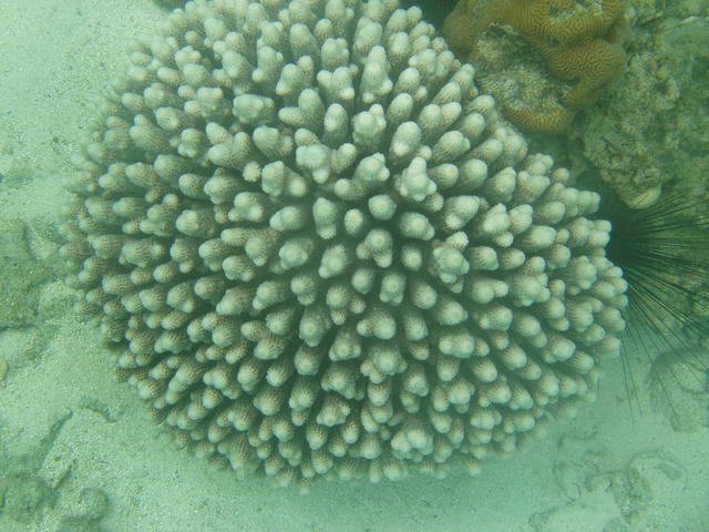 common coral - free image