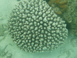 common coral