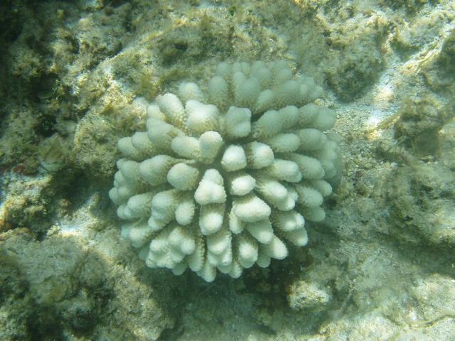 coral - free image