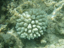 coral