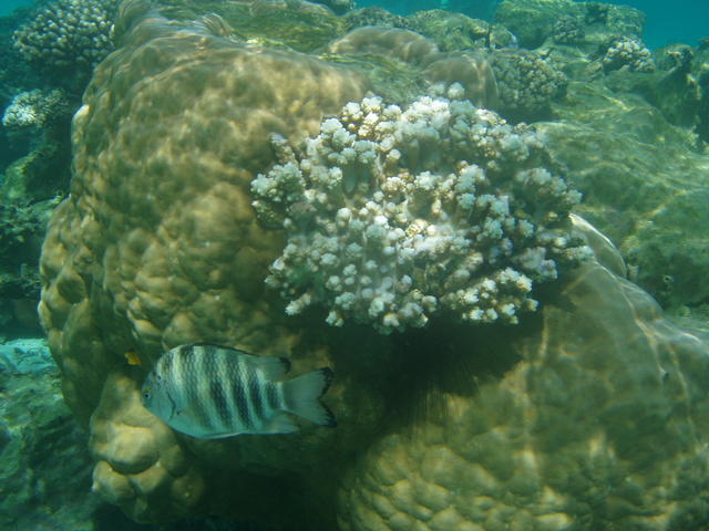 Coral and tiger fish - free image