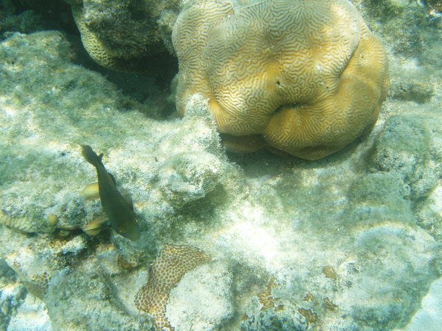coral bed  - free image