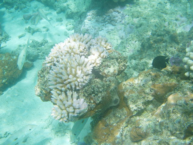 Coral bomb - free image