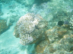 Coral bomb