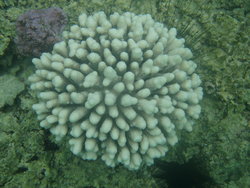 Coral corsage