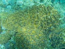 Coral marine