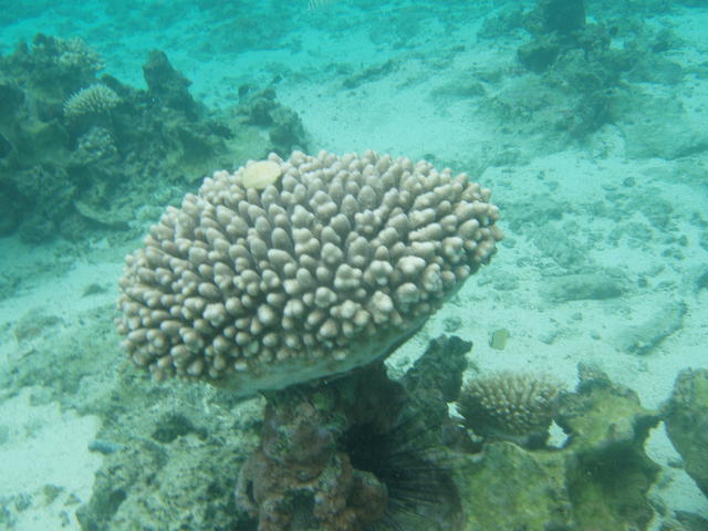 Coral mushroom shape - free image