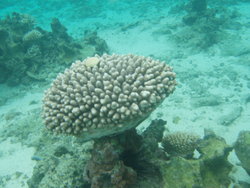 Coral mushroom shape