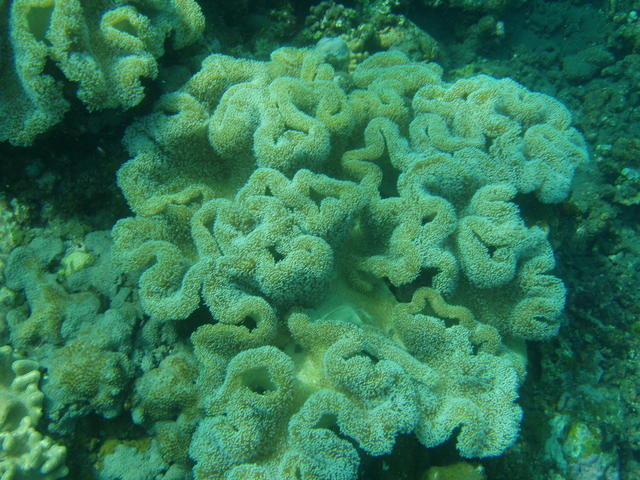 coral reef - free image