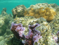 Coral reef