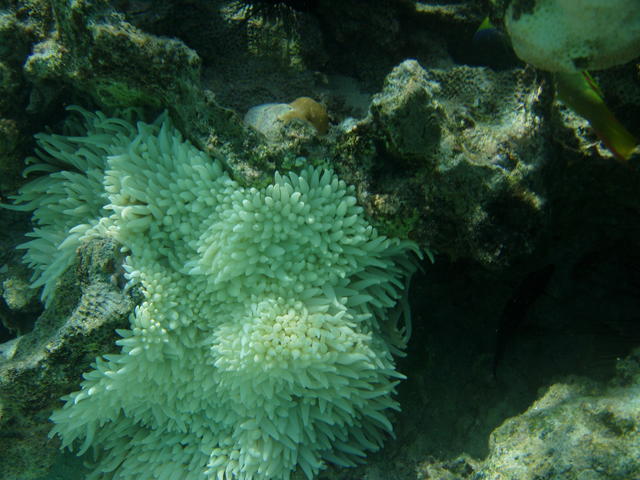 Coral reef - free image