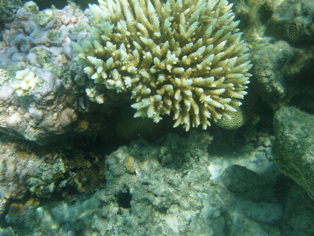 coral reef - free image